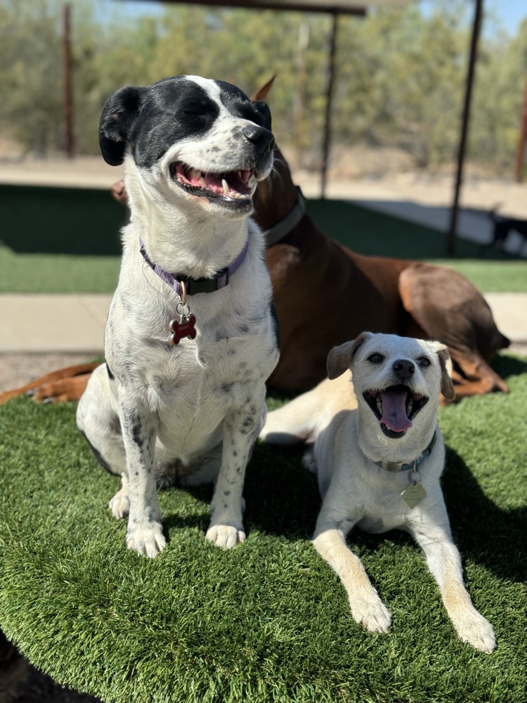 Camp Jimmydog