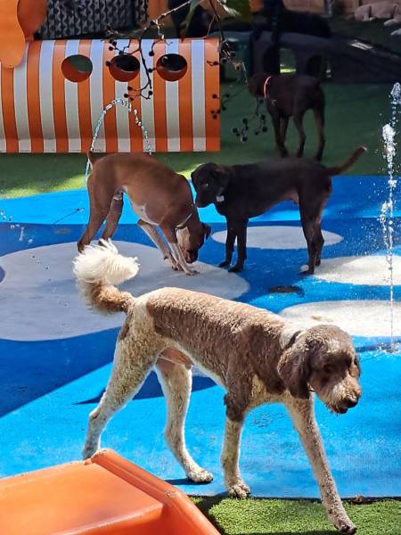 Camp Run-A-Mutt Dunwoody