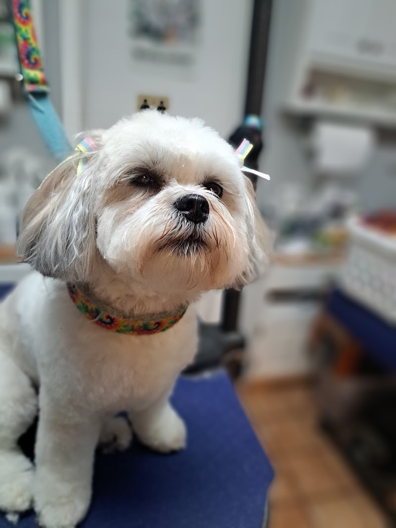 Canine Classics Spa & Resort