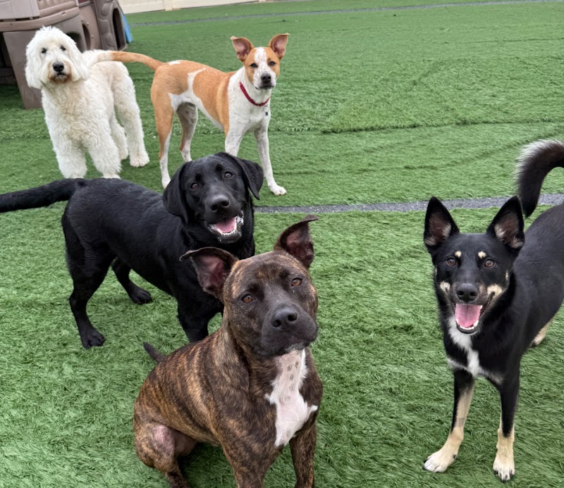 Canine Corner
