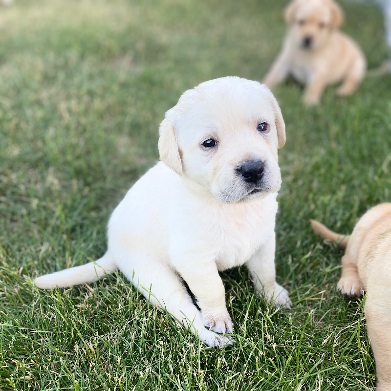 Canine Country Club-Aberdeen