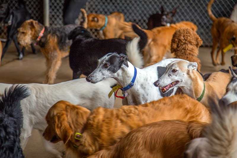 Canine Country Club - North Valley