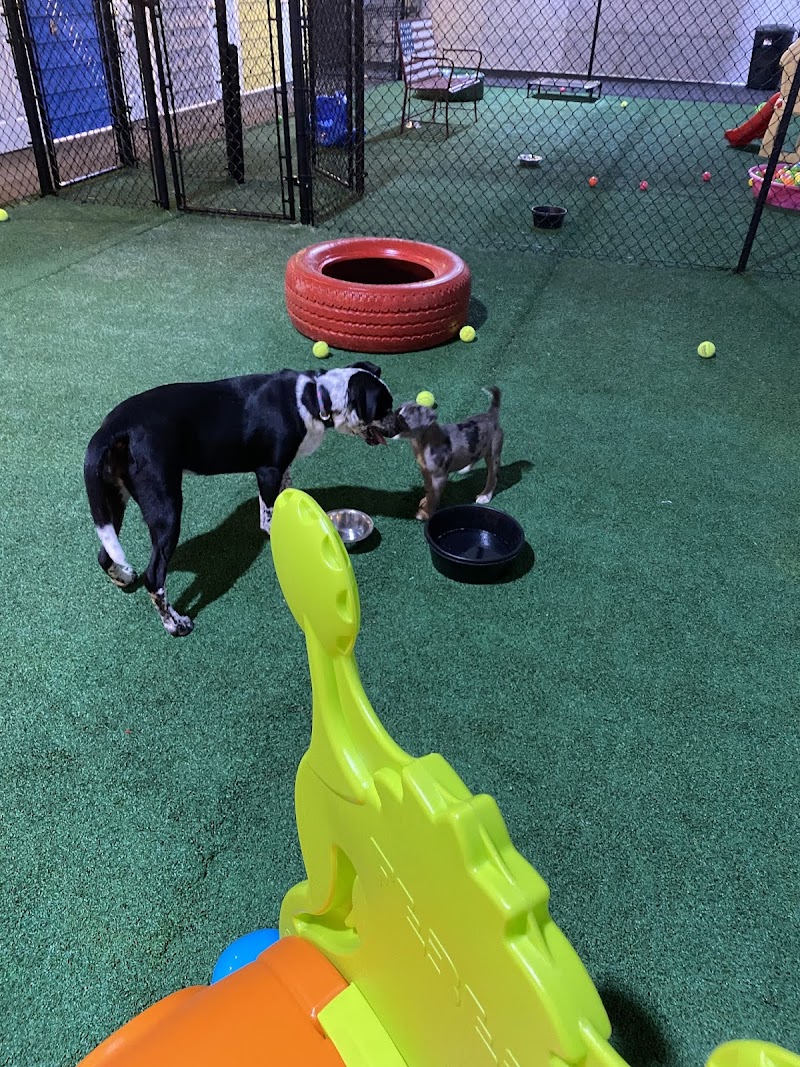 Canine Country Club of Arkansas - Benton