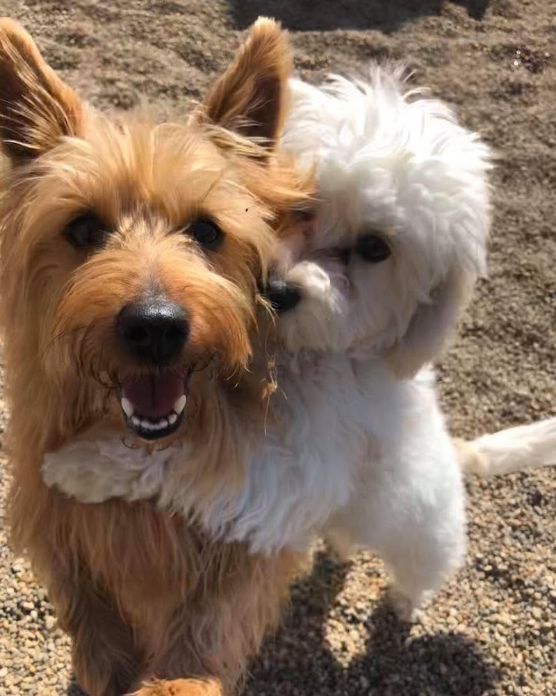 Canine Country Club