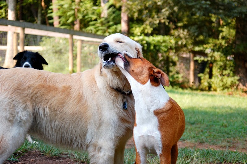 Canine Country Inc