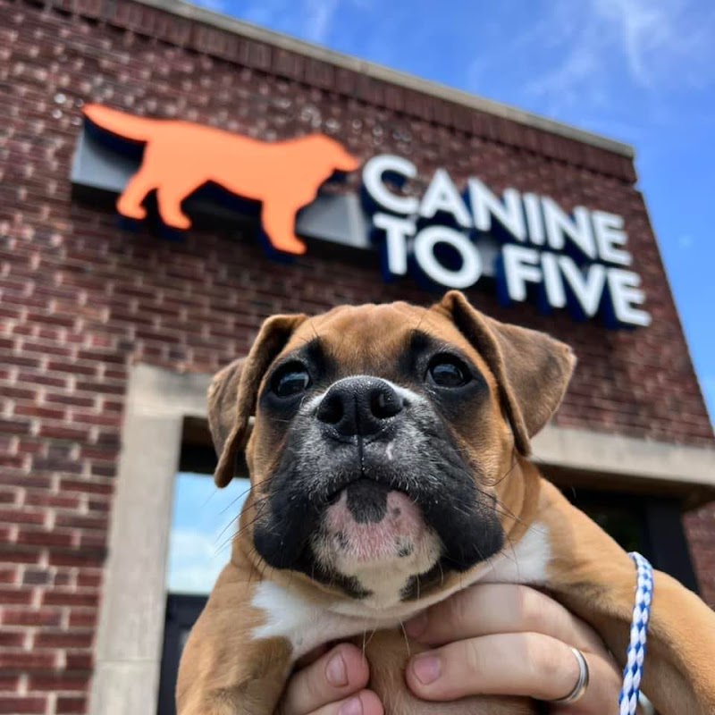 Canine To Five