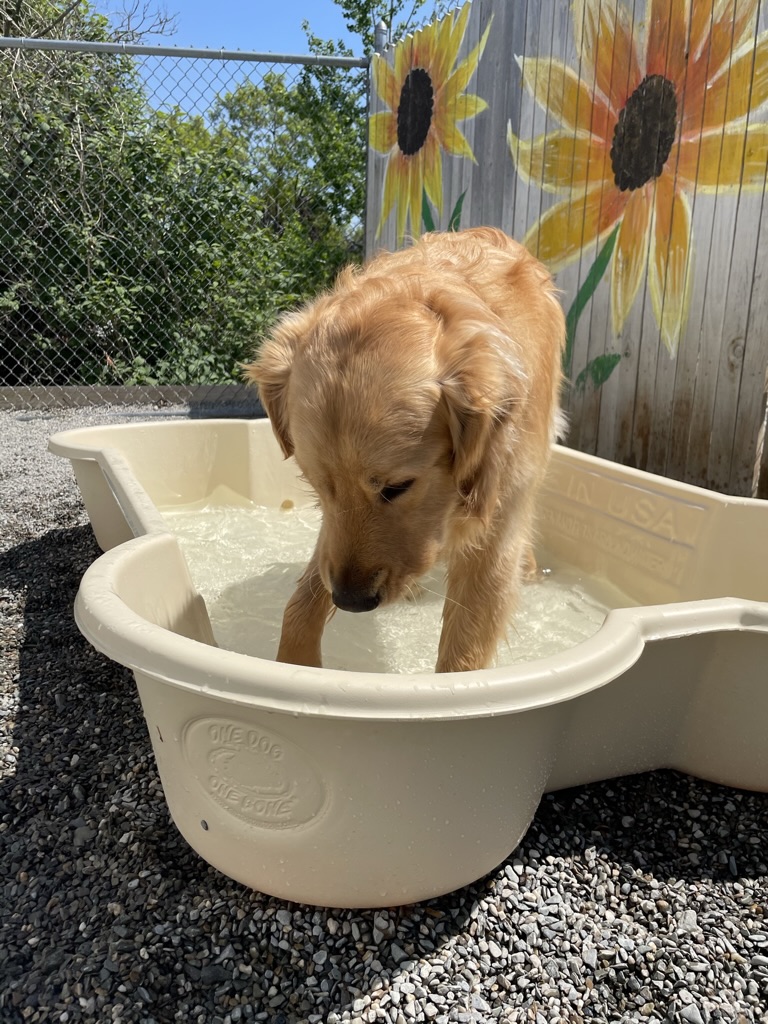 Carden Kennels