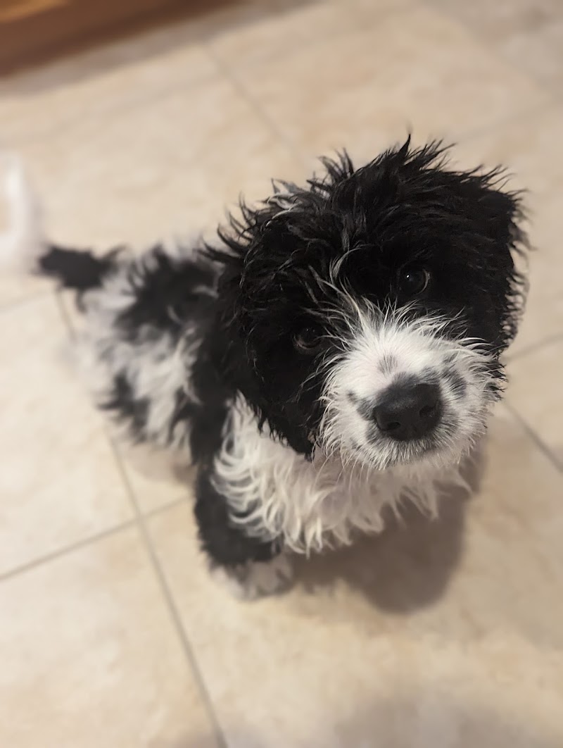 Carlson Acres Pampered Pet Resort