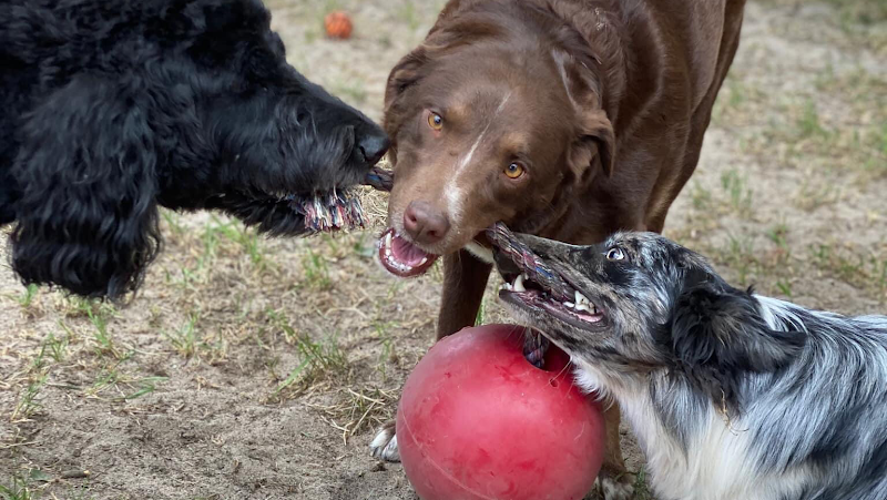 Carolina Cat and Canine Retreat