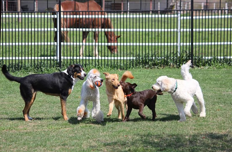Castle Creek Pet Resort & Spa