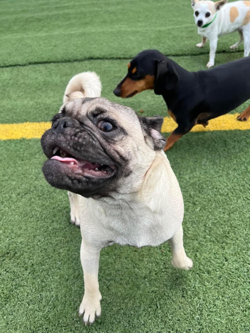 CDA Pet Resort