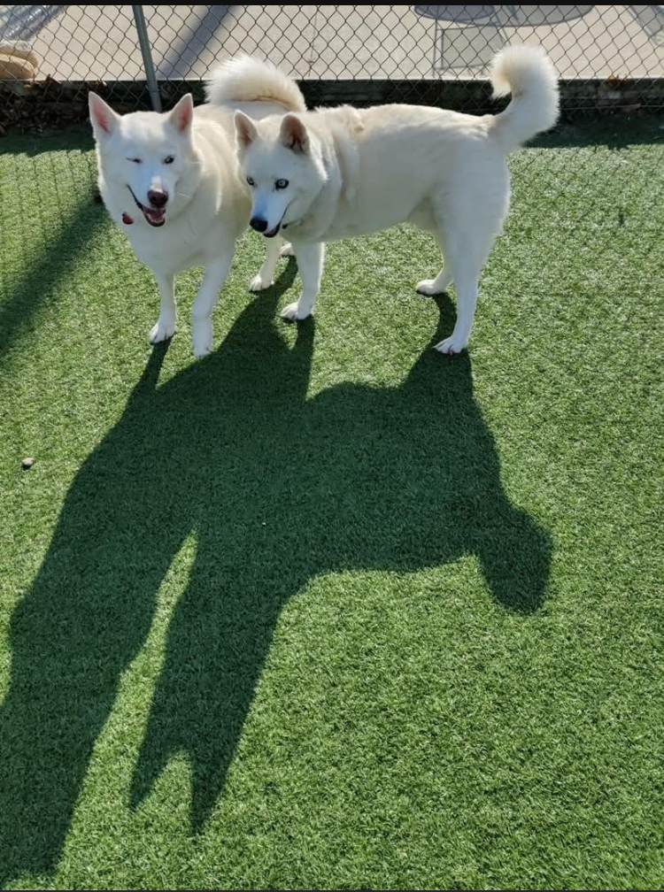Cedar Dale Pet Resort