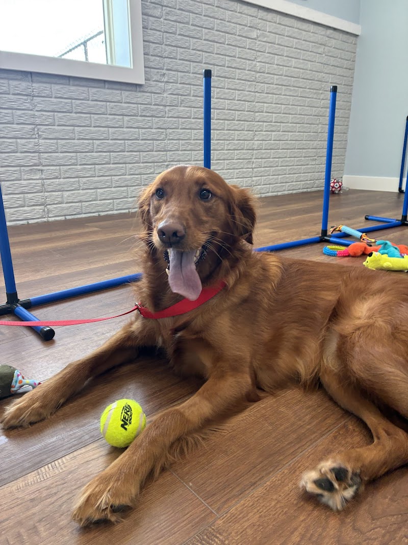Central Paws Resort