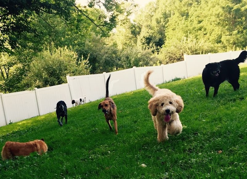 Cherry Brook Kennels