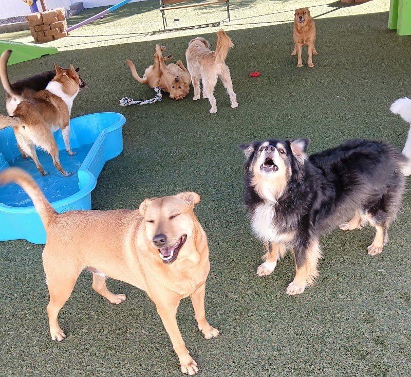Cinder Hills Kennels