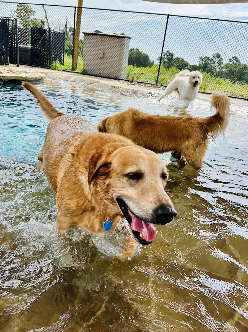 Circle Star Pet Resort