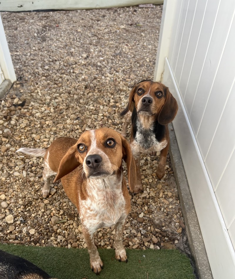 Citrus Pawville - Pet Boarding, Grooming, Daycare