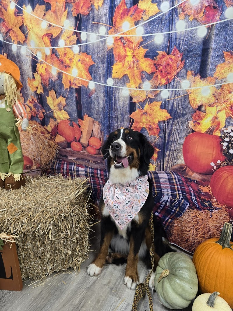 Classy Canines Pet Resort
