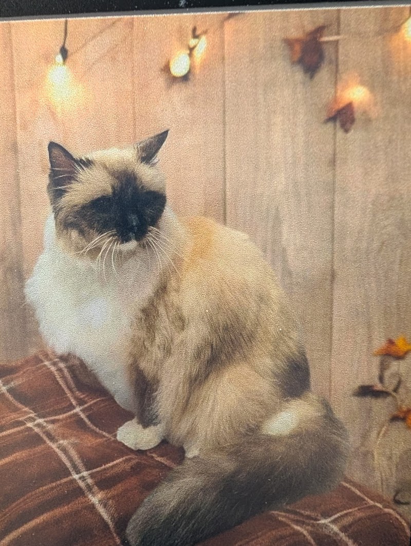 Clean As A Whisker Feline Spa & Suites