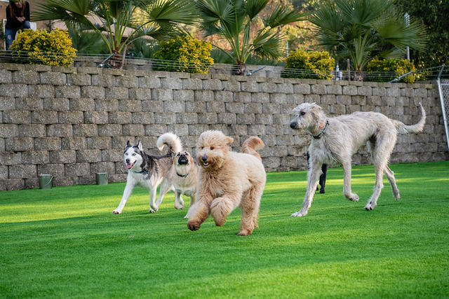Club K9