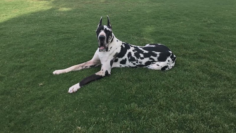 Club K9