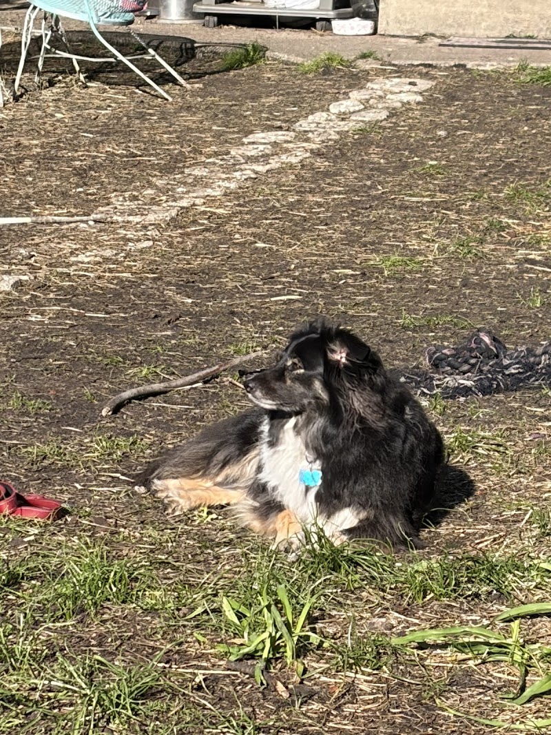 Coach House Canine Sanctuary