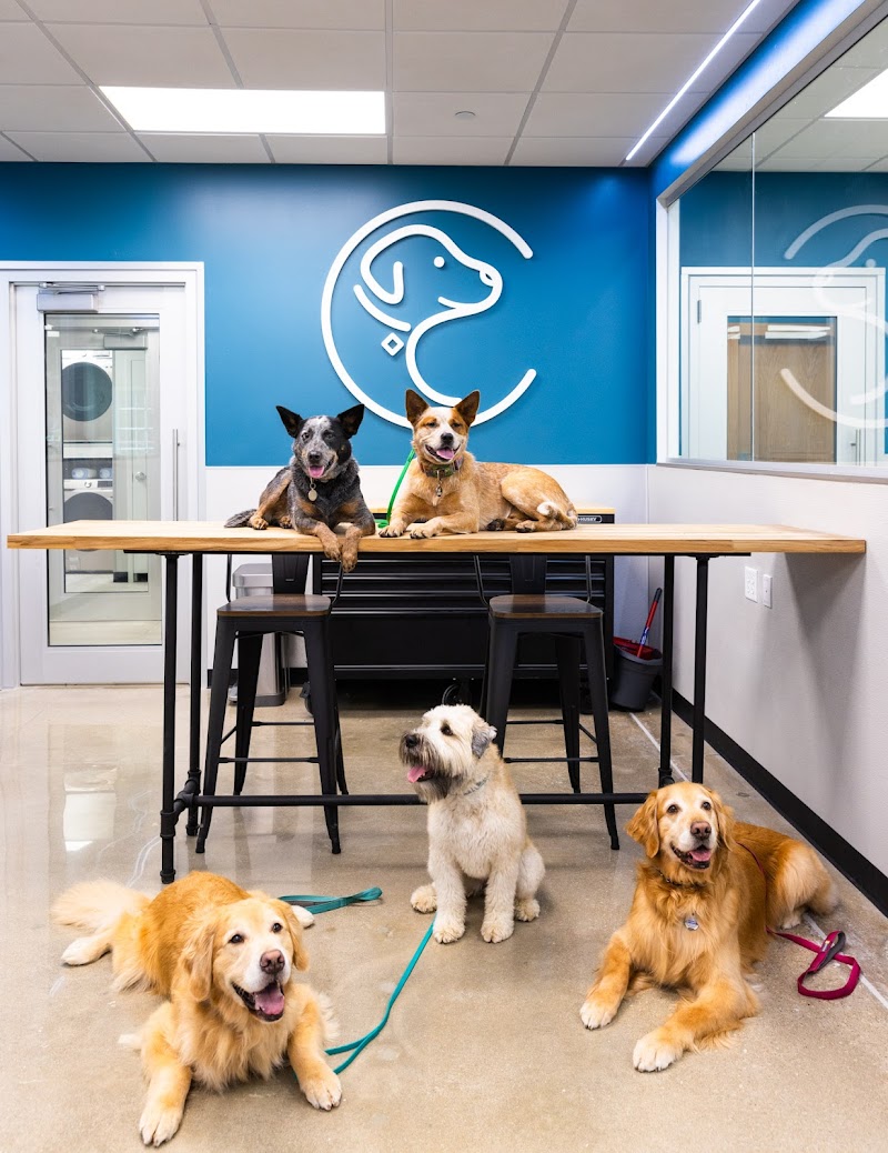 Collars Dog Resort