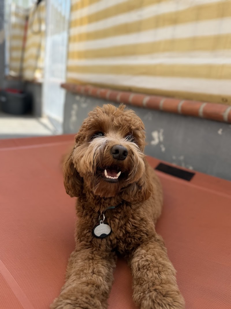 Comfy Home Dog Boarding