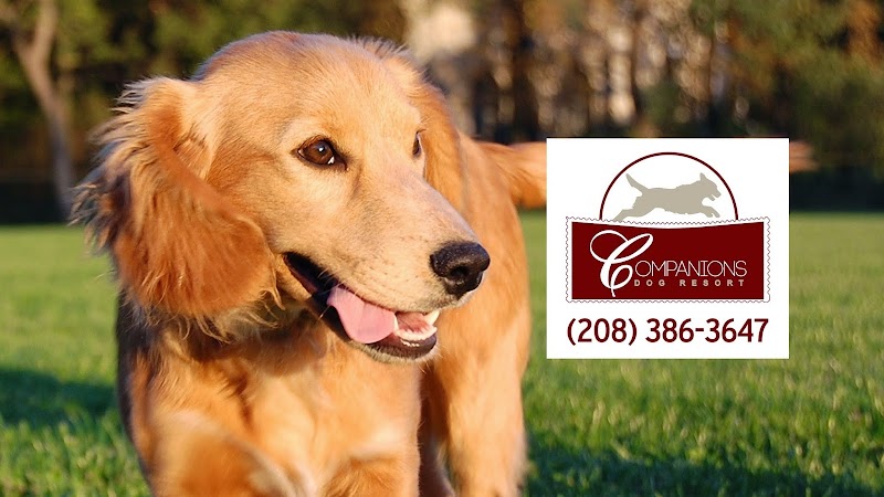 Companions Dog Resort