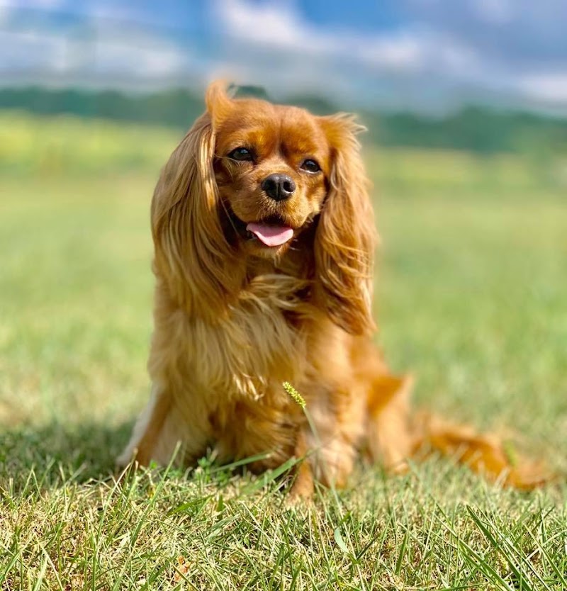 Country Bound Pet Resort