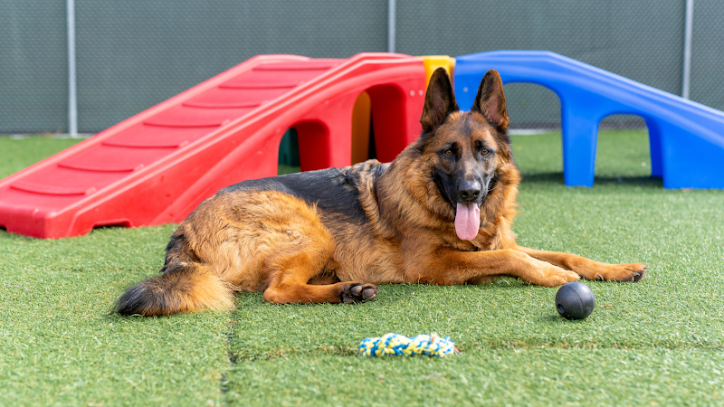 Countryside Pet Resort
