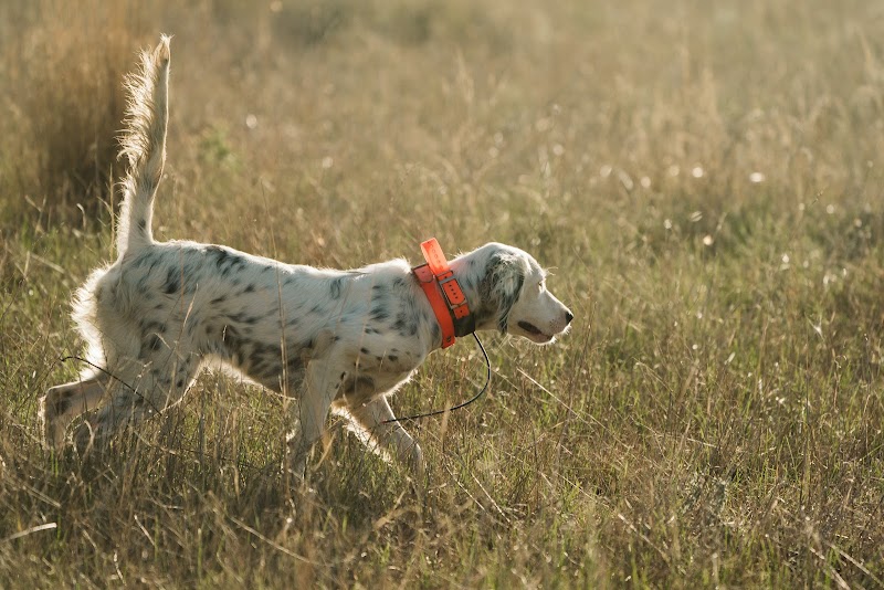 Covey Kennels