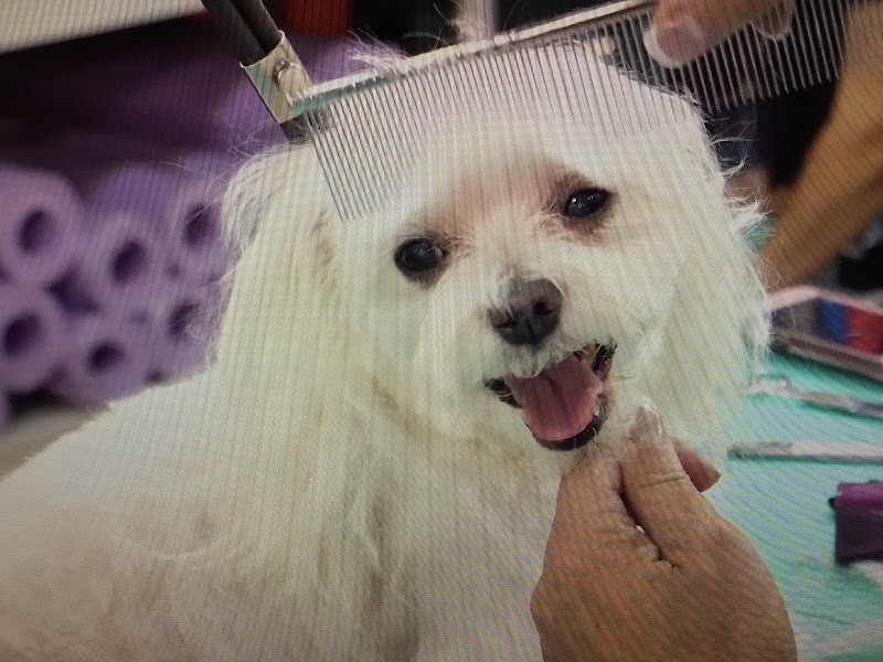 Cozy Inn Pet Resort-Orchid Spa