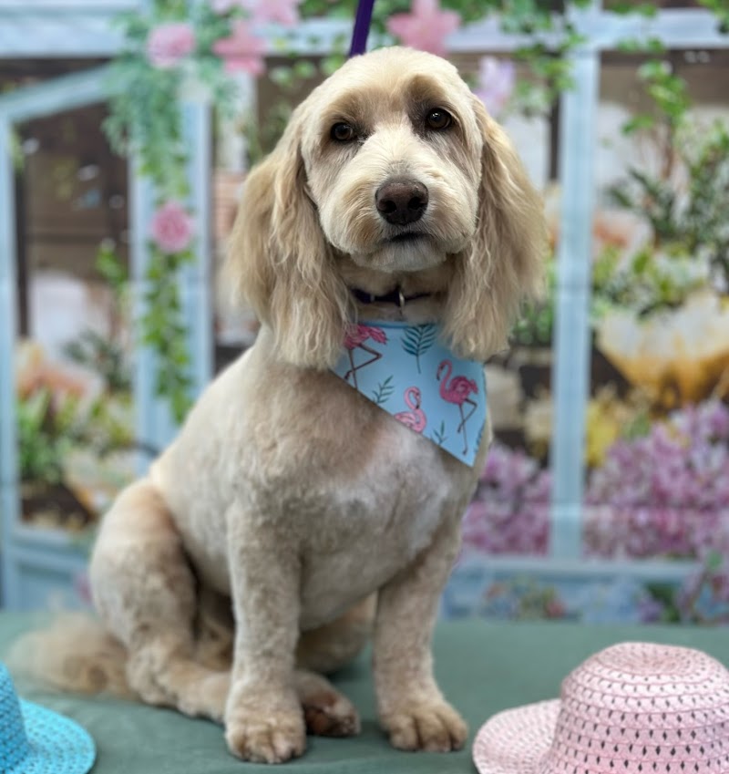 Custom Paws Pet Resort & Spa