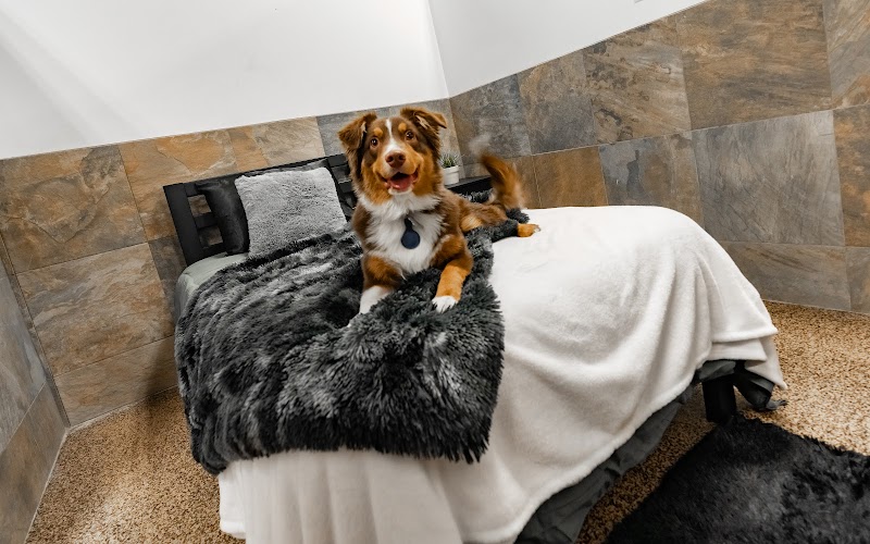 D Pet Hotels Scottsdale