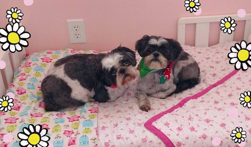 Daisy's Pet Retreat