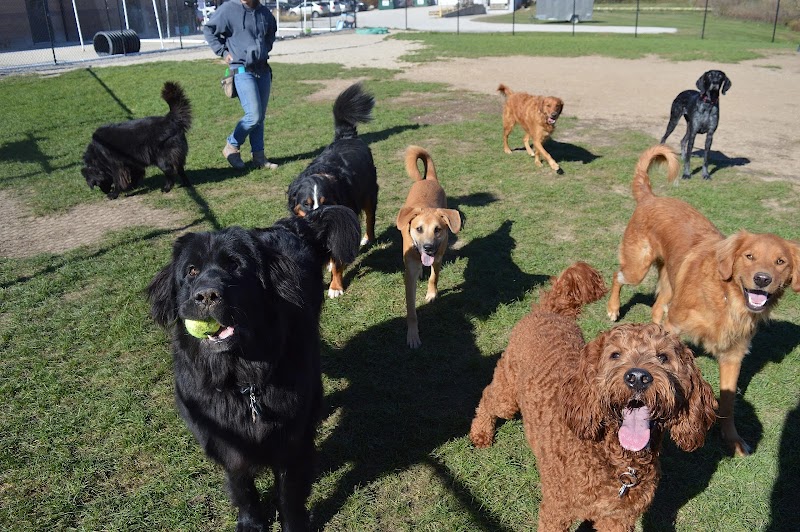 Dawgs in Motion LLC