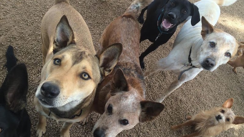Deer Creek Animal Hospital & Pet Resort