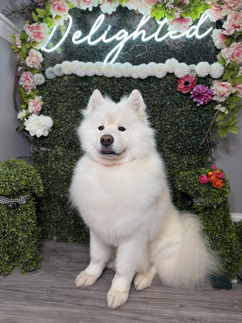 Delighted Pets, Inc.