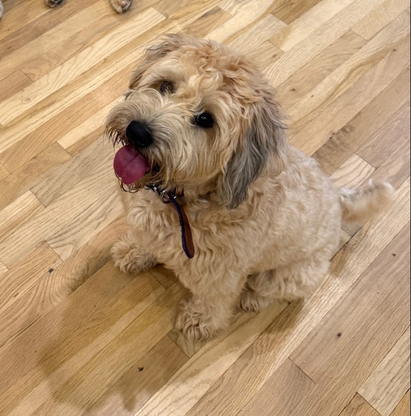 DELTADOG OXFORD