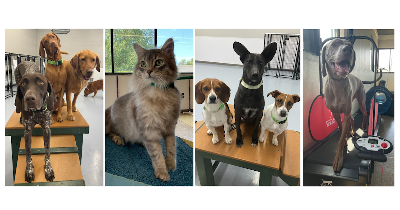 DePAW Pet Resort
