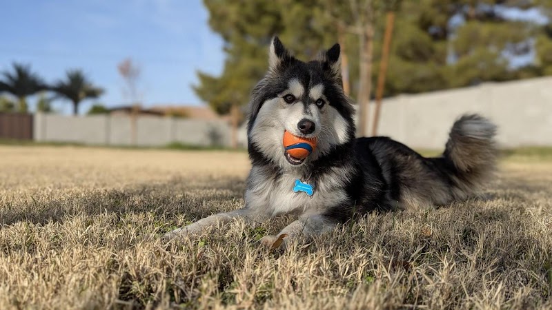 Desert Oasis Pet Retreat