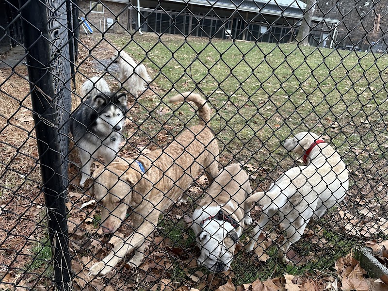 Diamond Dog Resort of Frederick