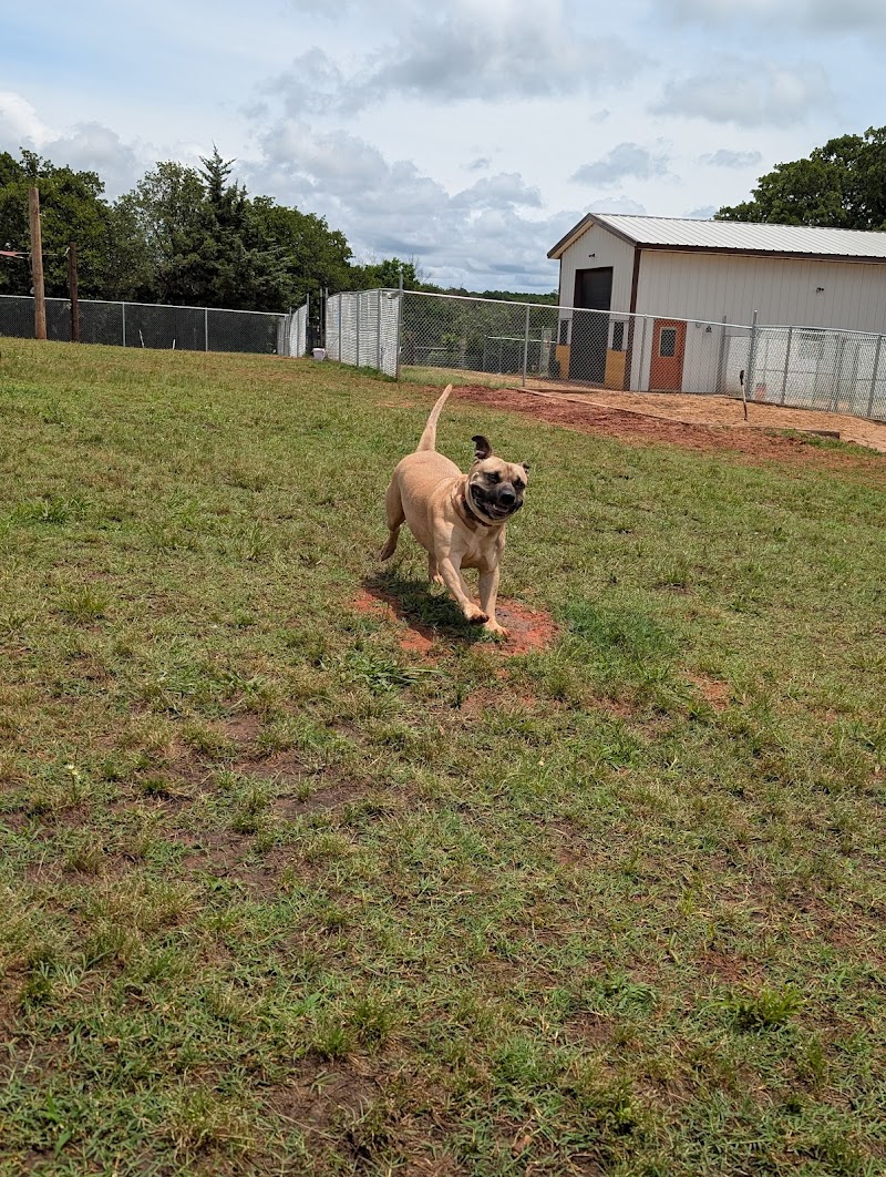 Dirt Road Dogs Boarding & Daycare