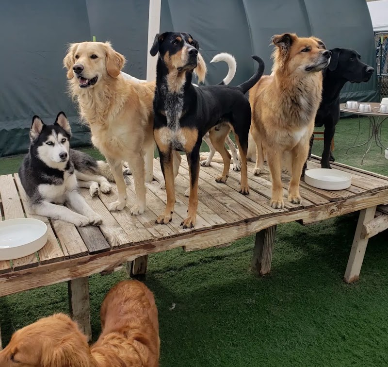Dog Cabin Resort