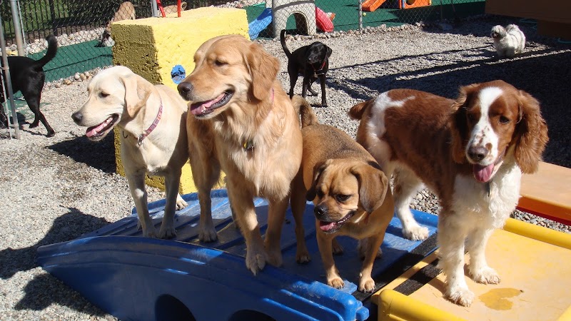 Dog Days Daycare Center