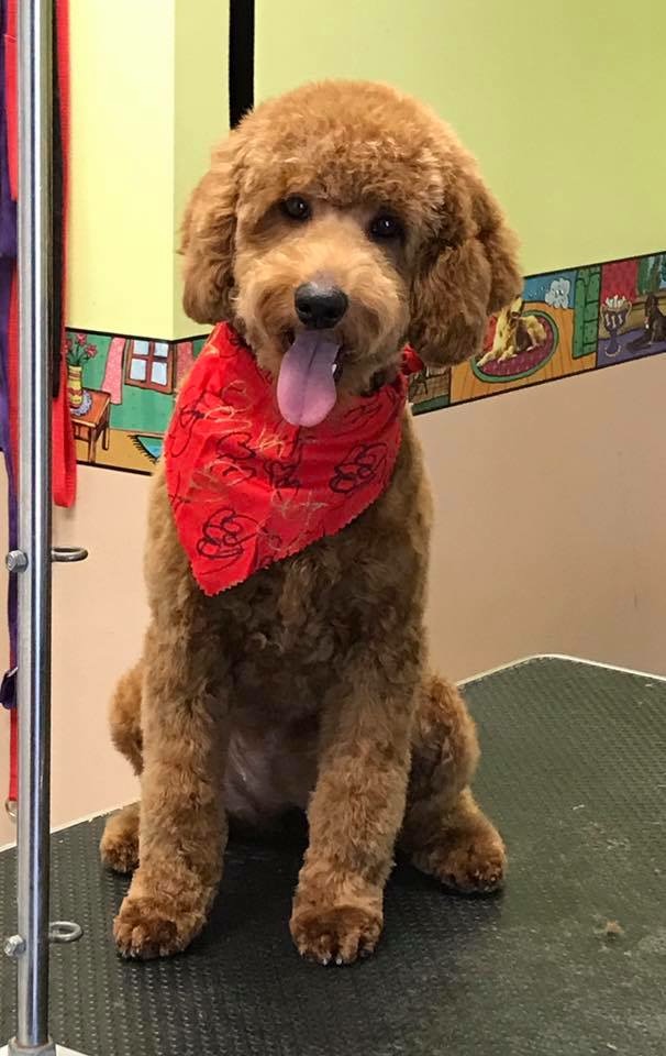 Dog Days Inn Pet Resort