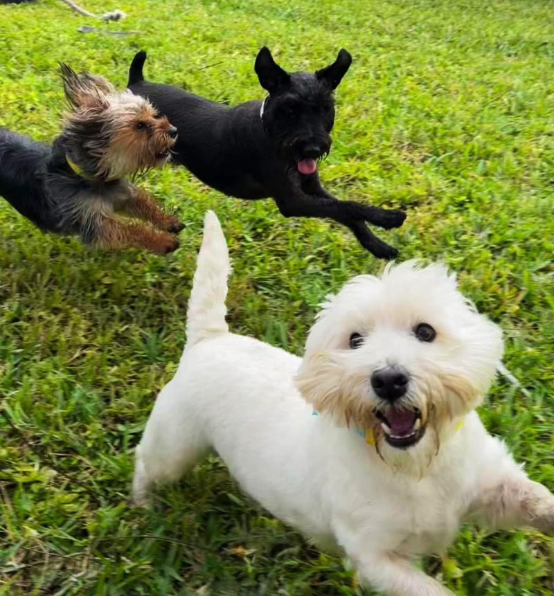 Dog Dude Ranch