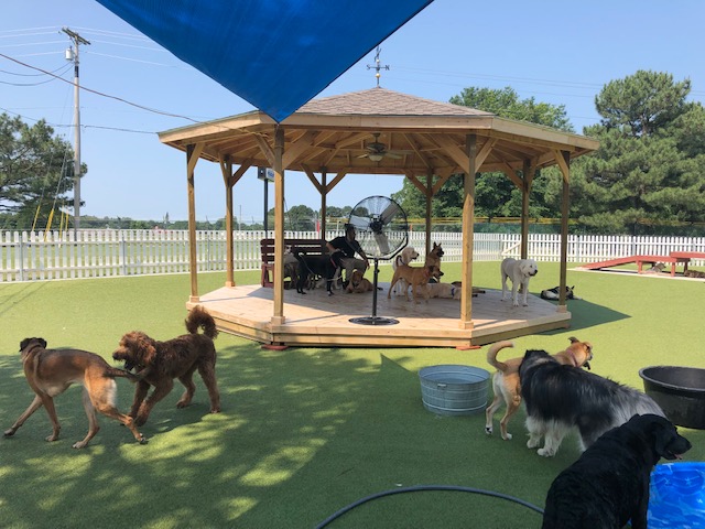 Dog Party USA