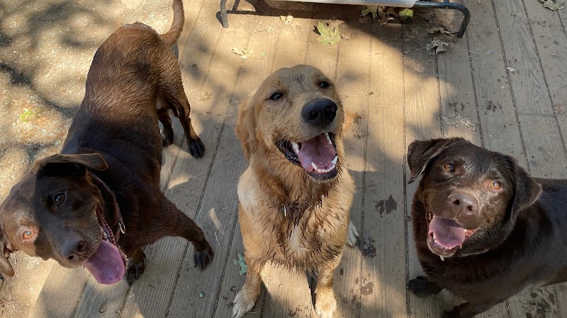 Dog Woods Resort